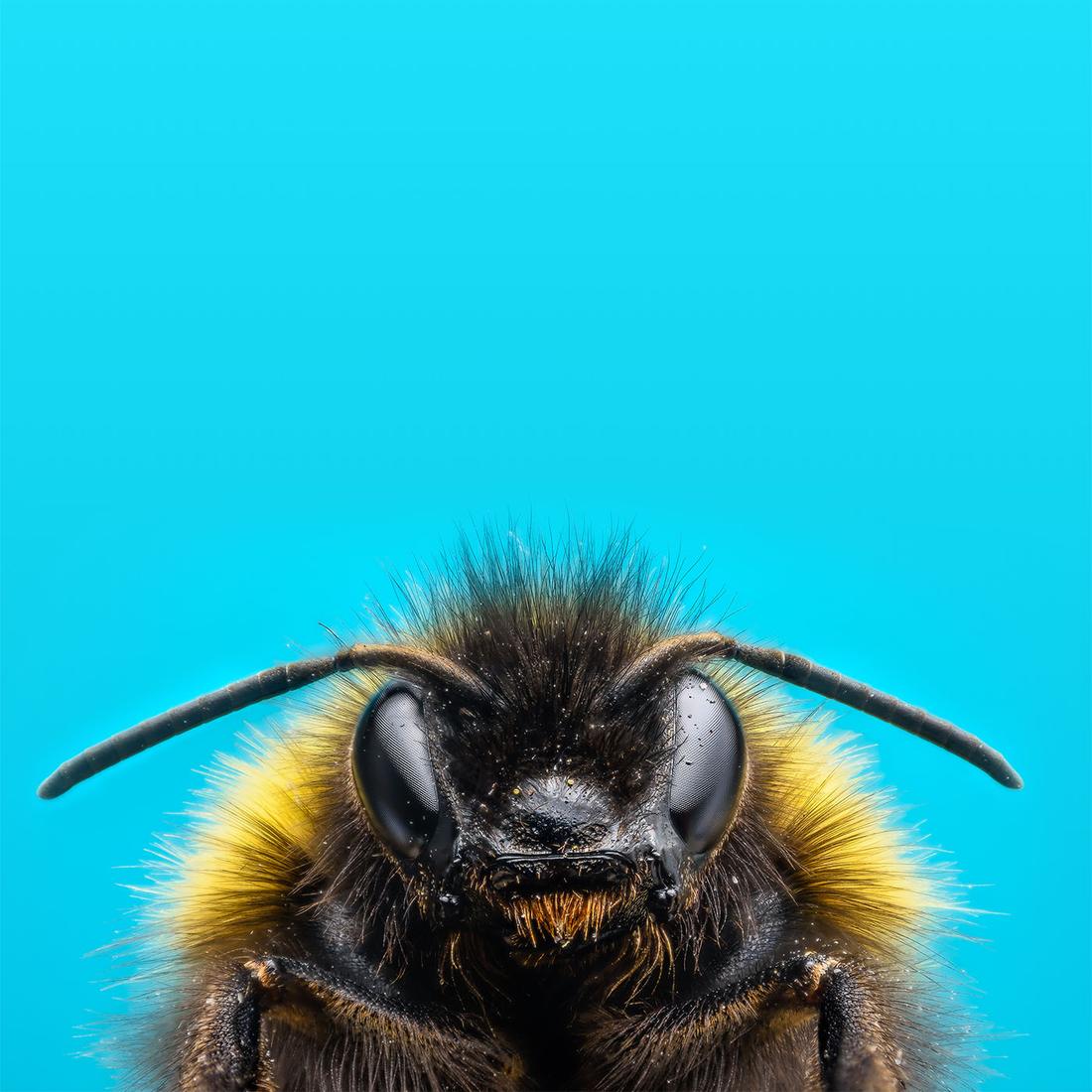 Zonda Beneficials background