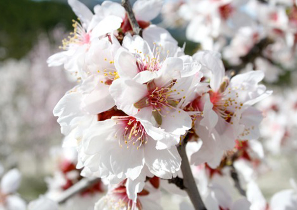Almond Pollination (Prunus dulcis) Flower Almond Pollination (Prunus dulcis) Flower
