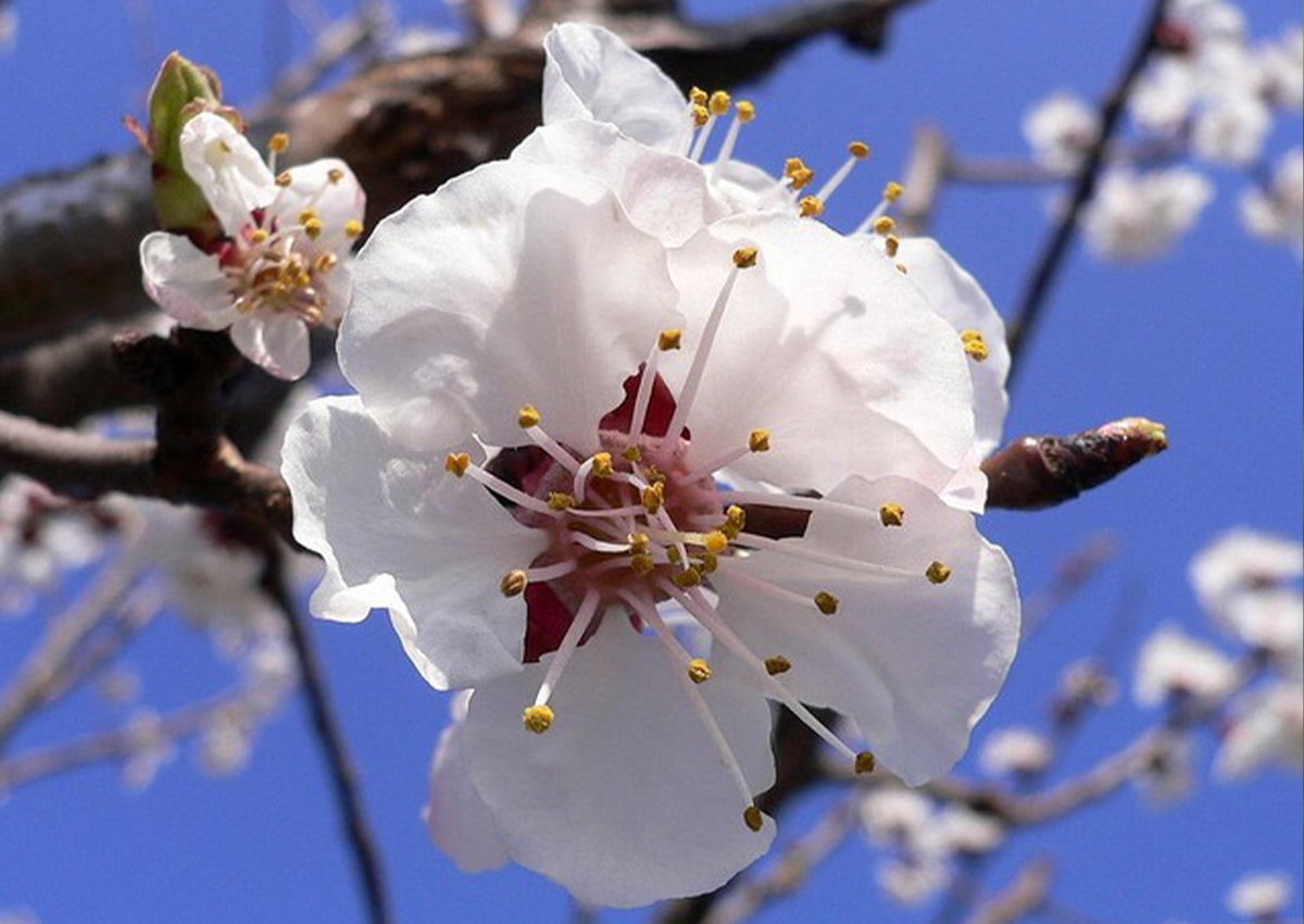 Apricot Pollination (Prunus armenica) Flower Apricot Pollination (Prunus armenica) Flower