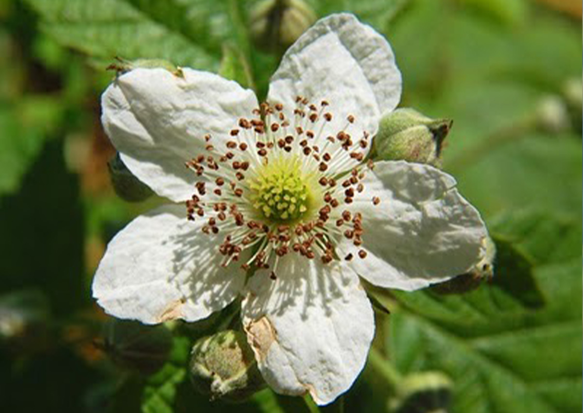 Blackberry Pollination (Rubus fruiticosus) Flower Blackberry Pollination (Rubus fruiticosus) Flower