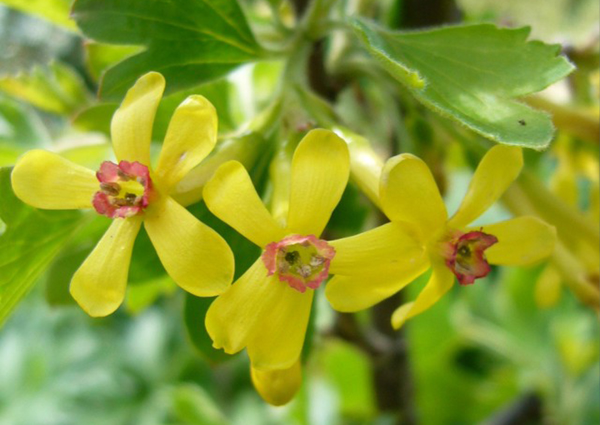 Blackcurrant Pollination (Ribes nigrum) Flower Blackcurrant Pollination (Ribes nigrum) Flower