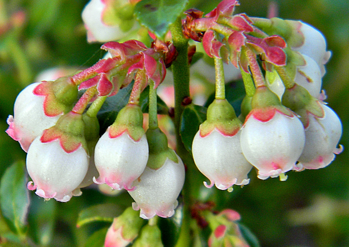 Blueberry Pollination (Vaccinium corymbosum) Flower Blueberry Pollination (Vaccinium corymbosum) Flower