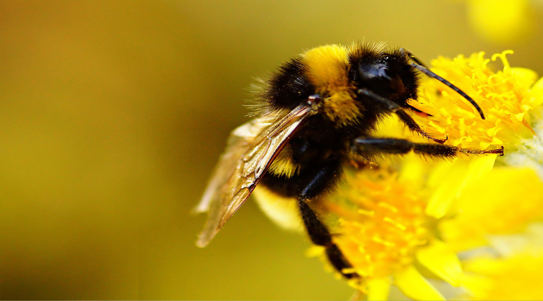 Bumblebee Hive Pollination Questions Bumblebee Hive Pollination Questions