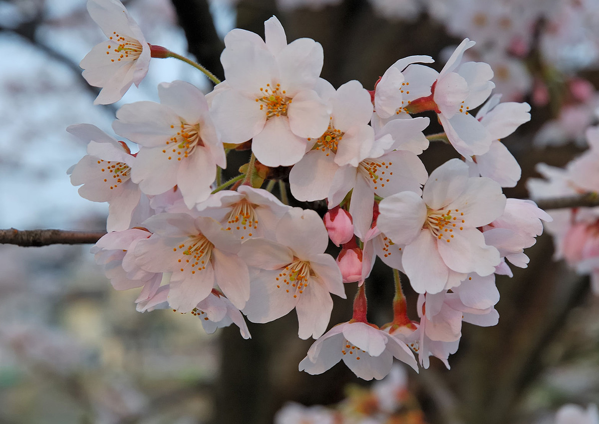 Cherry Pollination (Prunus cerasus) Flower Cherry Pollination (Prunus cerasus) Flower