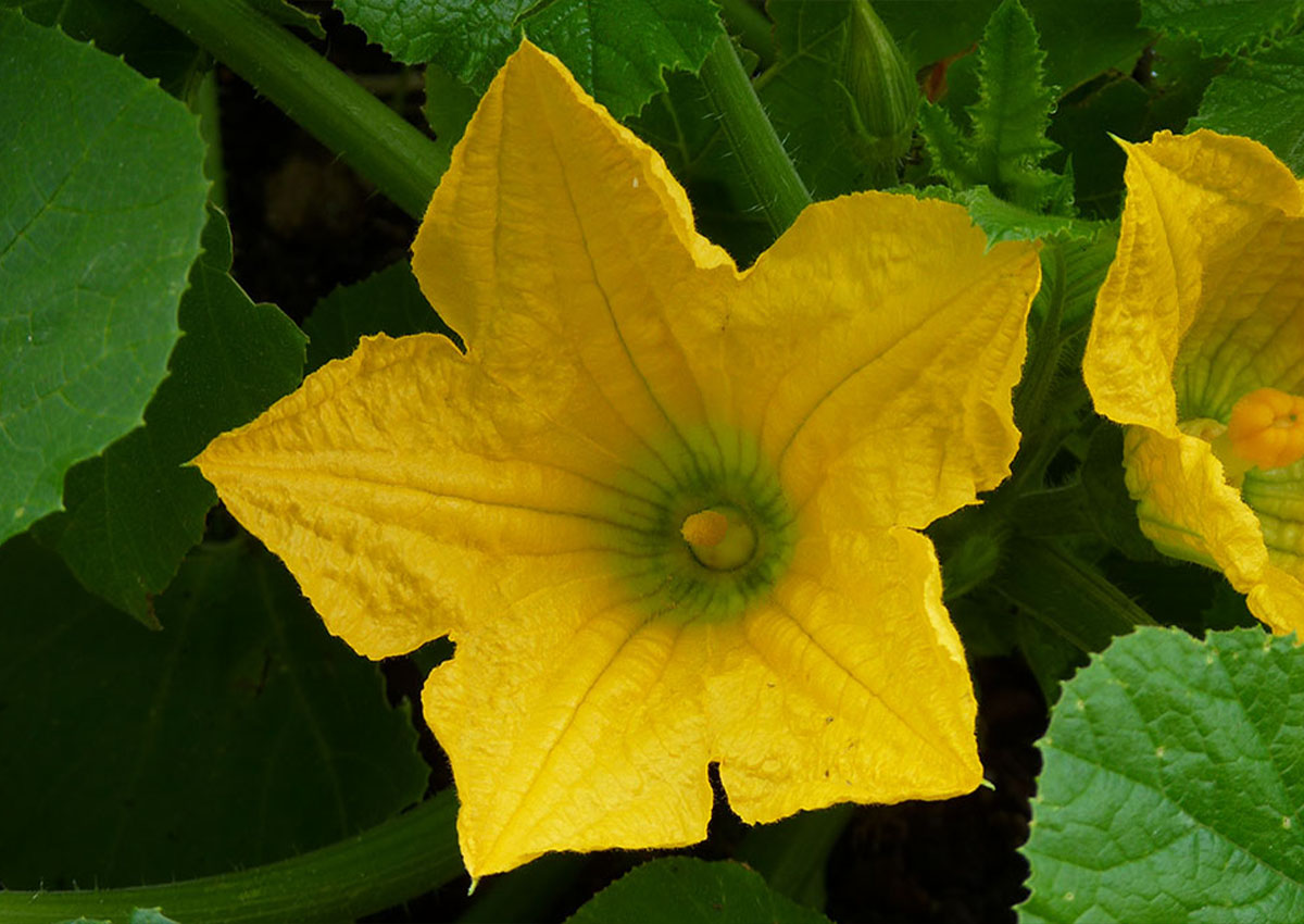 Courgette (Cucurbita pepo) Flower Courgette (Cucurbita pepo) Flower