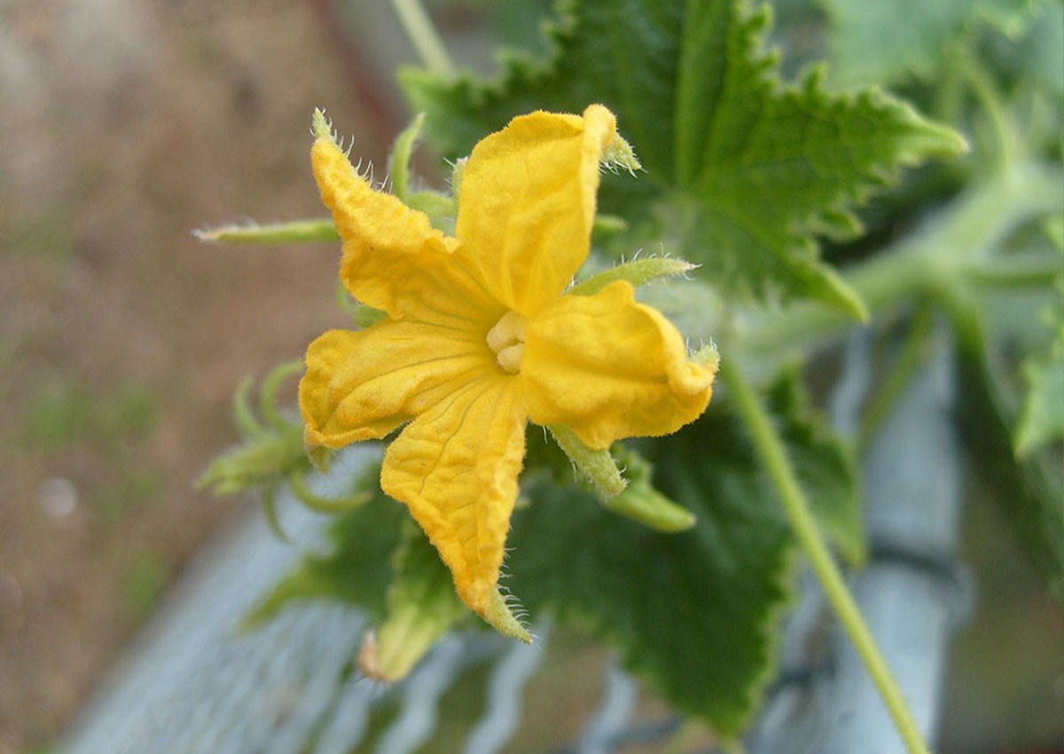 Cucumber (Cucumis satiyus) Flower Cucumber (Cucumis satiyus) Flower