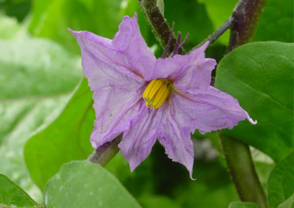 Egg Plant (Solanum melongena) Flower Egg Plant (Solanum melongena) Flower