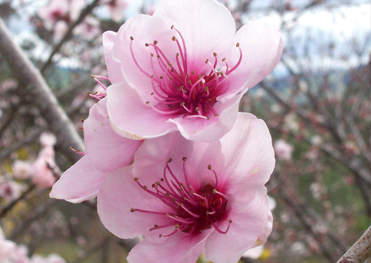 Peach Pollination (Prunus persica) Flower Peach Pollination (Prunus persica) Flower