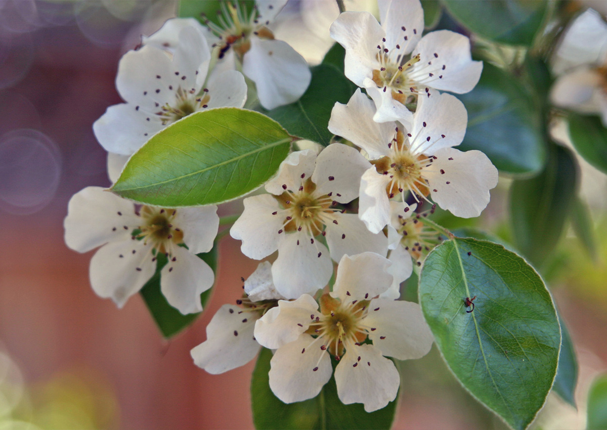 Pear Pollination (Pyrus communis) Flower Pear Pollination (Pyrus communis) Flower