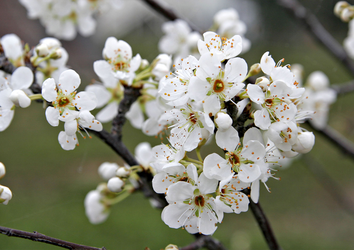 Plum Pollination (Prunus Domestica) Flower Plum Pollination (Prunus Domestica) Flower
