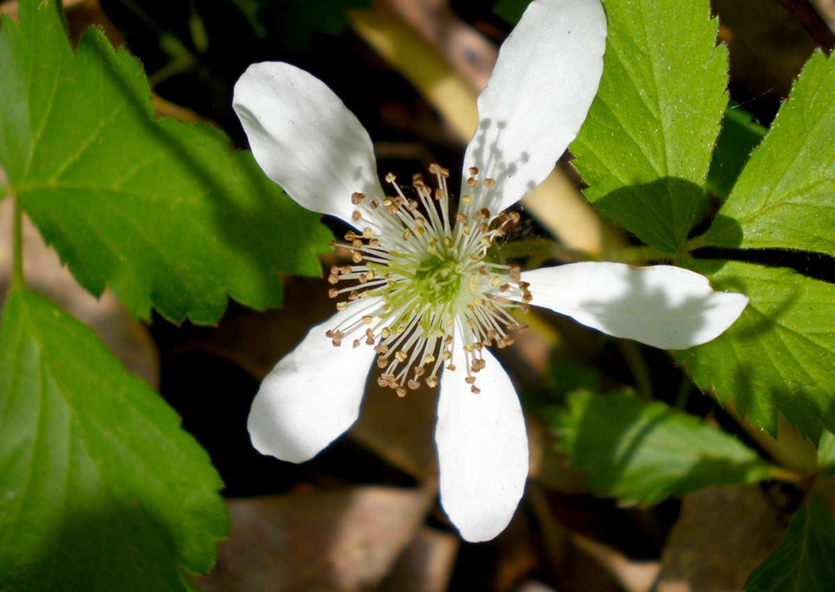 Raspberry Pollination (Rubus idaeus) Flower Raspberry Pollination (Rubus idaeus) Flower