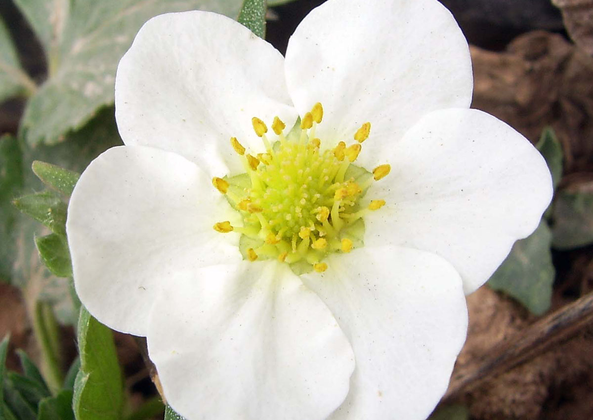 Strawberry (Fragaria x ananassa) Flower Strawberry (Fragaria x ananassa) Flower