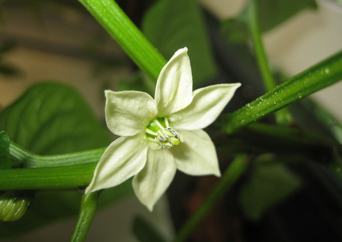 Sweet Pepper (Capsicum annuum) Flower Sweet Pepper (Capsicum annuum) Flower