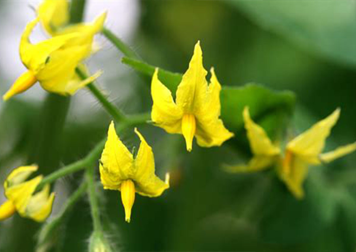 Tomato (Lycopersicon esculentum) Flower Tomato (Lycopersicon esculentum) Flower