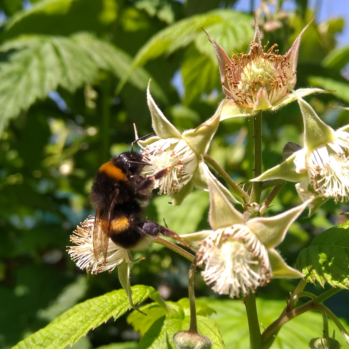 Why Pollination is Important for Greenhouse Crops Why Pollination is Important for Greenhouse Crops