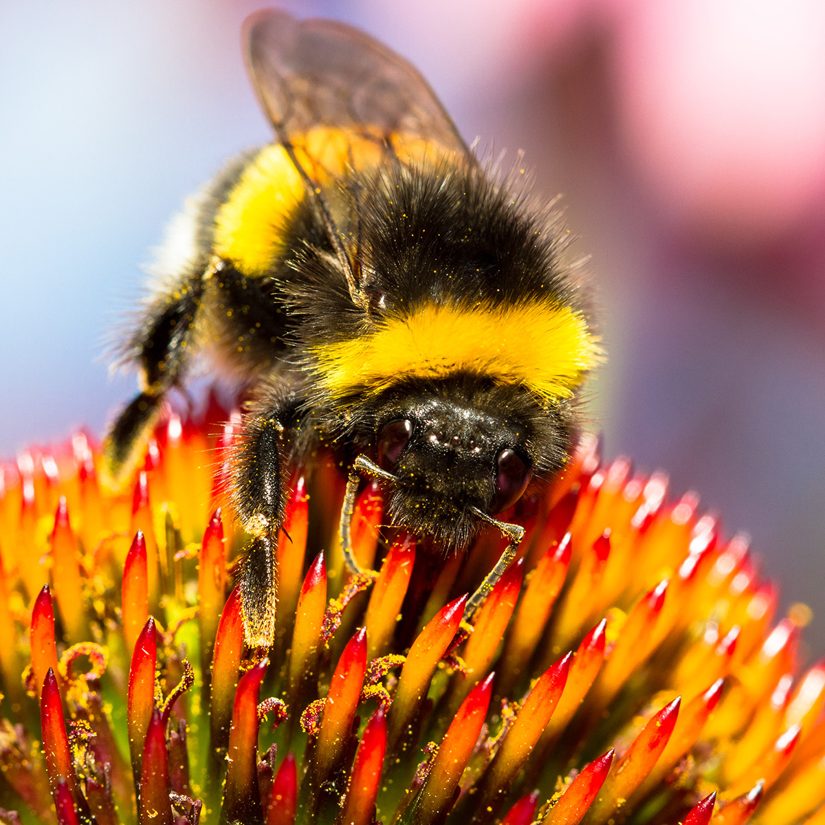 Why Pollination is Important for Outdoor Crops Why Pollination is Important for Outdoor Crops