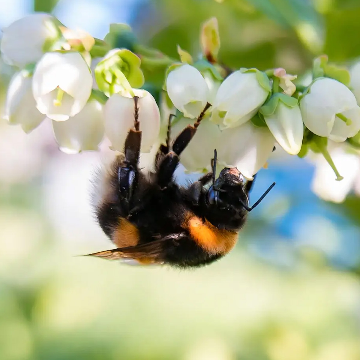 Zonda Bee Hives for Commercial Growers