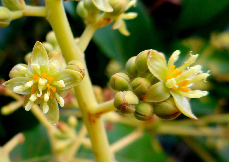 Avocado Pollination Persea Americana Avocado Pollination Persea Americana
