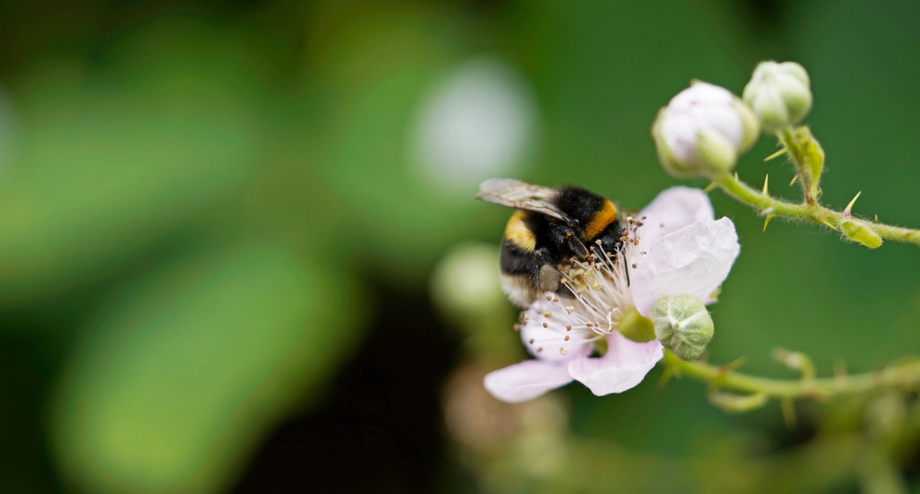 Blackberry Pollination Solutions Blackberry Pollination Solutions