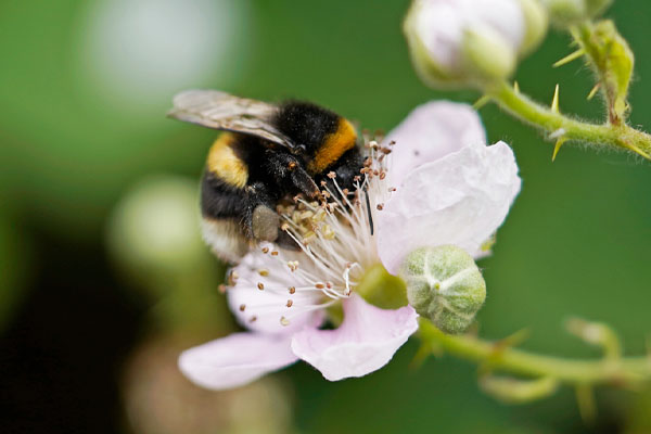 Crop Protection Methods Zonda Beneficials Crop Protection Methods Zonda Beneficials