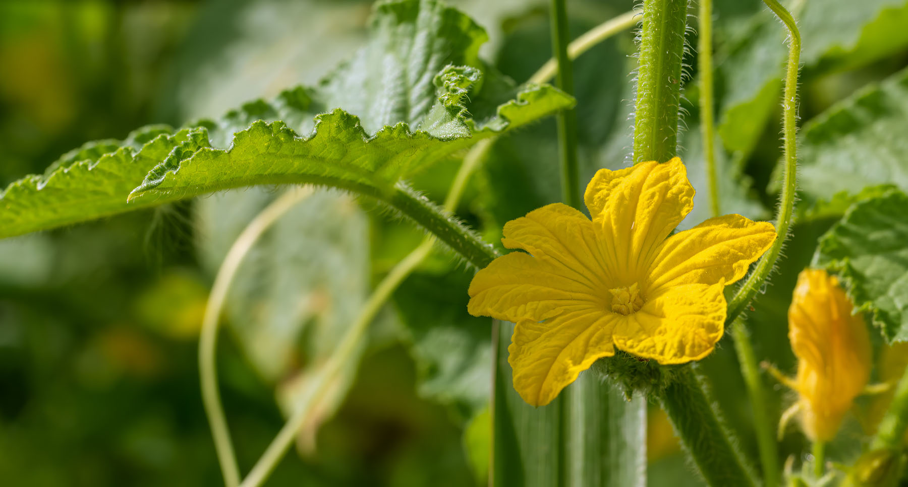 Cucumber Pollination Solutions Cucumber Pollination Solutions