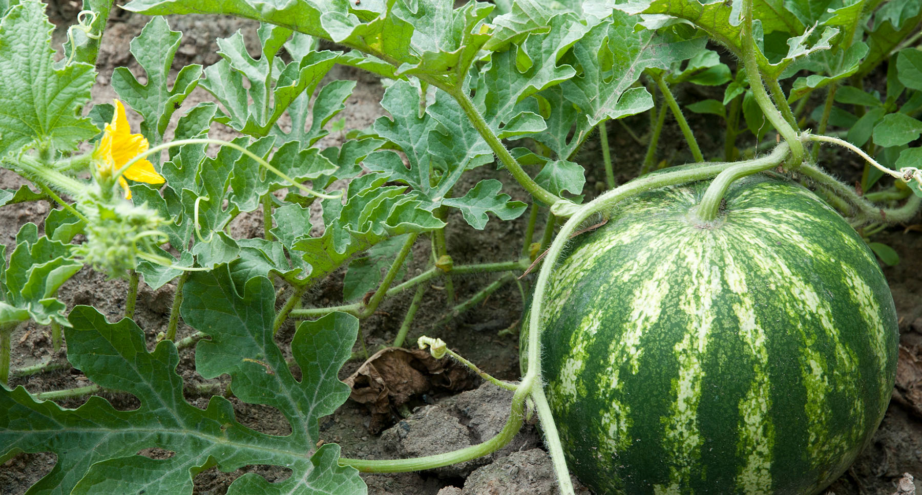 Melon & Watermelon Pollination Solutions Melon & Watermelon Pollination Solutions