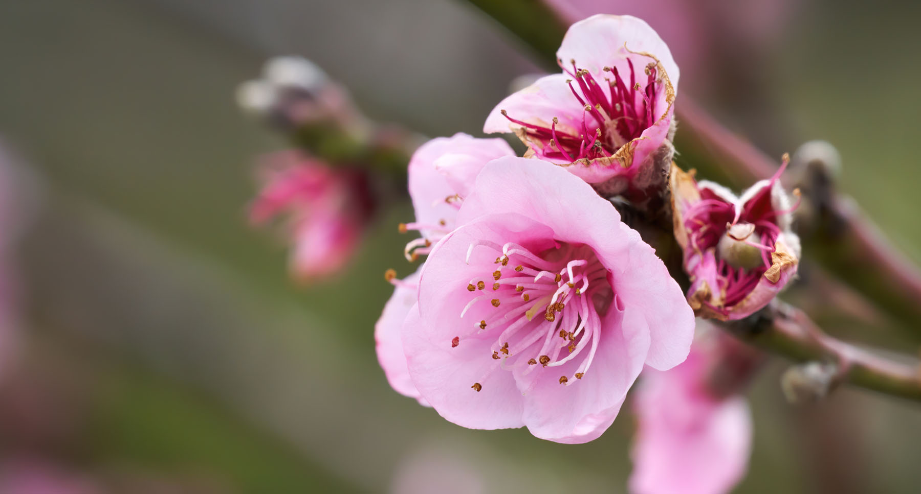 Peach Pollination Solutions Peach Pollination Solutions