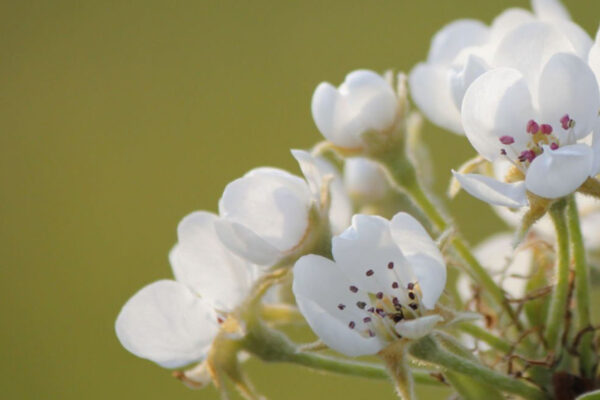Pear Pollination Solutions Pear Pollination Solutions