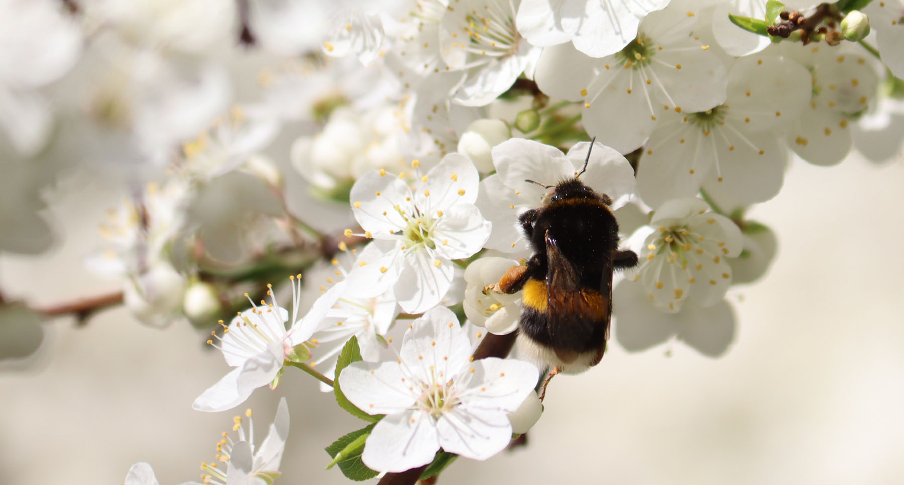 Plum Pollination Solutions Plum Pollination Solutions