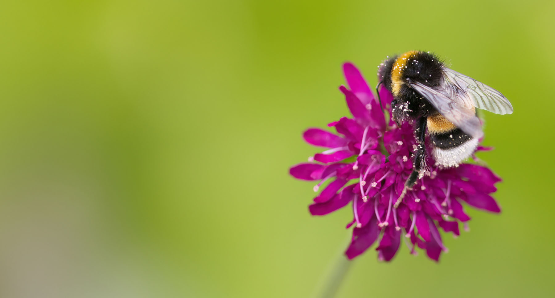 Why Bumblebee Pollination? Why Bumblebee Pollination?