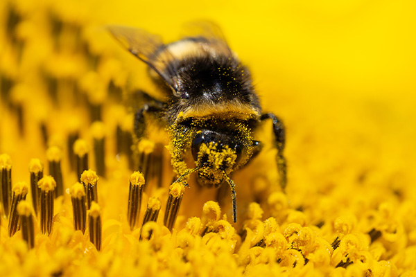 Why Bumblebee Pollination? Why Bumblebee Pollination?