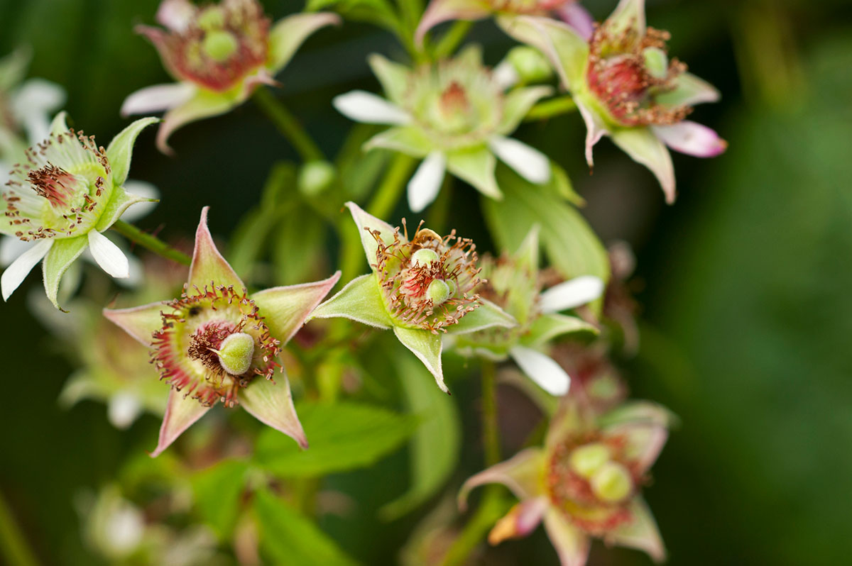 Without Effective Pollination Without Effective Pollination