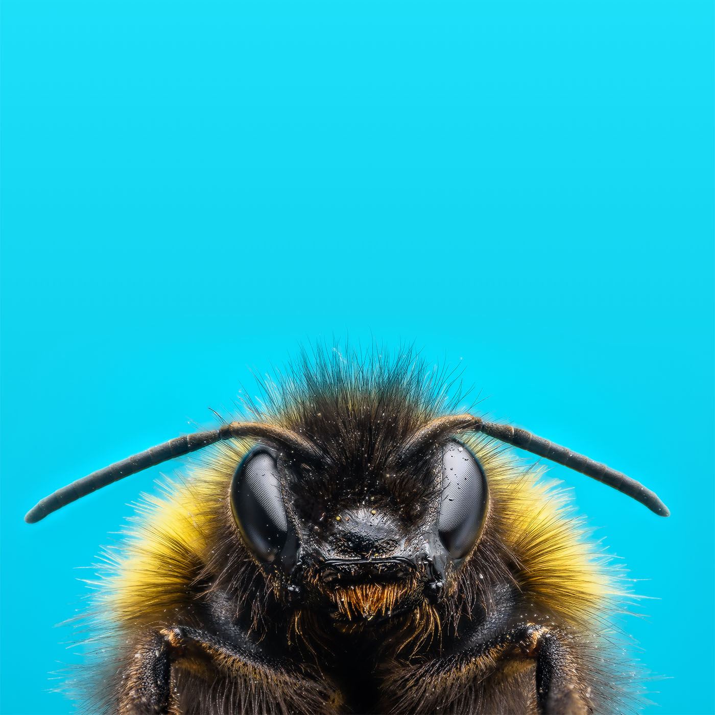 Zonda Beneficials background